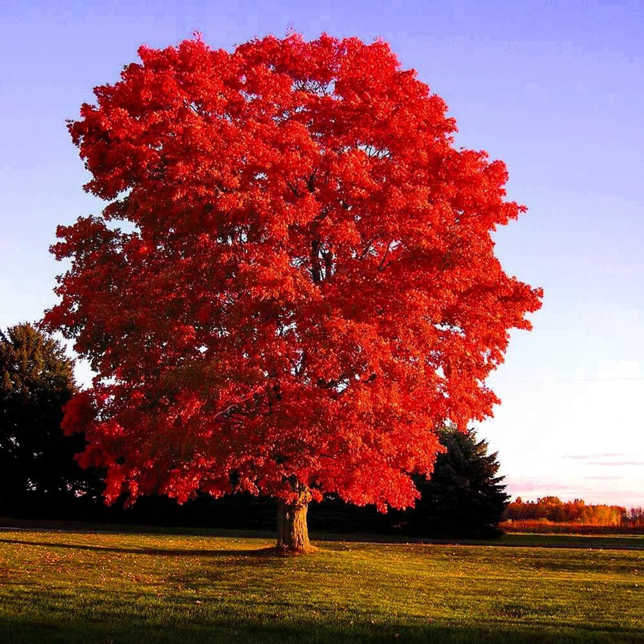 Maple Tree with Red Leaves